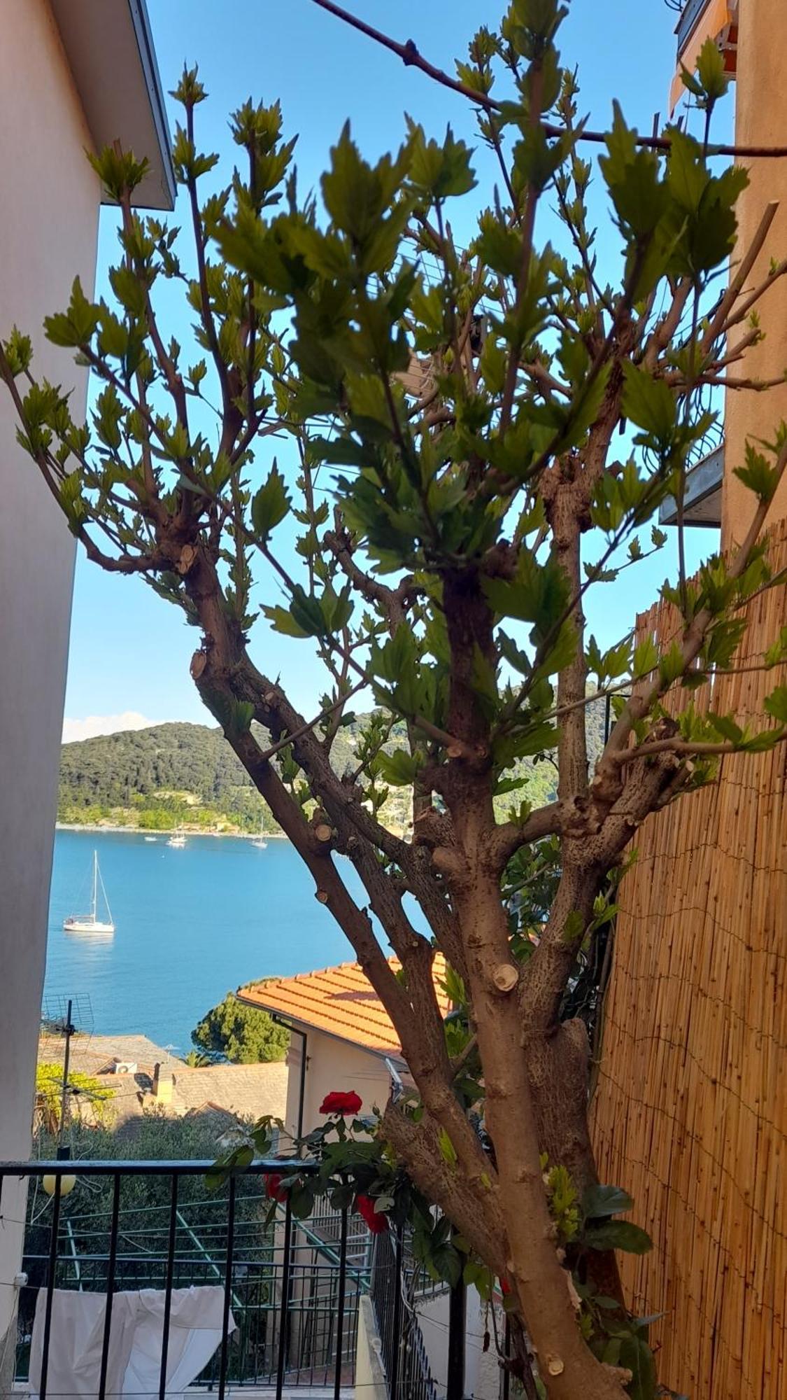 Casa Vacanze Ibiscus Πόρτο Βένερε Εξωτερικό φωτογραφία